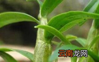 什么人不适合吃石斛 石斛泡水喝的禁忌