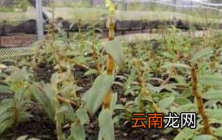 铁皮石斛的功效与作用 铁皮石斛的副作用与禁忌