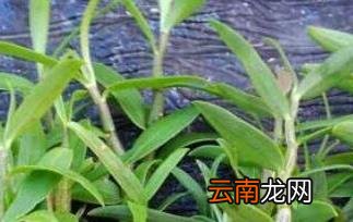 铁皮石斛的功效与作用 铁皮石斛的副作用与禁忌