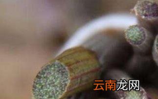 紫皮石斛怎么吃 紫皮石斛的吃法