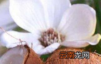 椰子油的副作用 椰子油的危害