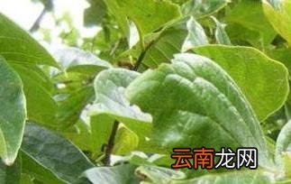 柿子叶泡水喝的副作用 柿子叶泡水的危害