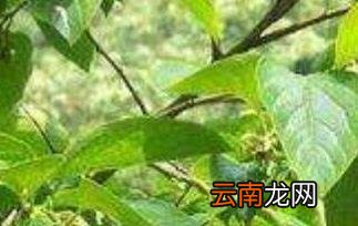 柿子叶泡水喝的副作用 柿子叶泡水的危害