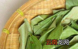 柿子叶泡水喝的功效 柿子叶泡水喝有哪些作用