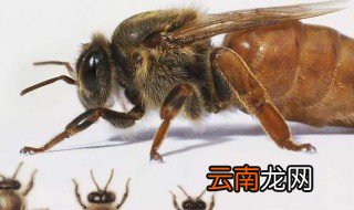 野生蜜蜂怎样抓蜂王 来看看吧