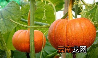 南瓜多结瓜技巧 南瓜多结瓜要怎么种