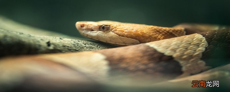杯弓蛇影什么意思解释一下 杯弓蛇影是什么意思解释