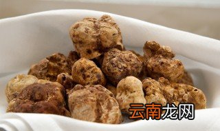 云南松露寻找技巧 寻找松露有哪些技巧