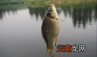 4米深水钓鲫鱼绝招 钓鲫鱼用什么鱼饵