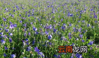 药材种植方法 都有哪些呢