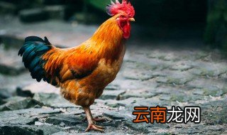 鸡用兽药经典配方 鸡养殖常用的中兽药配方