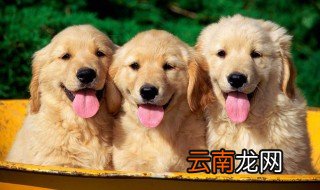 什么是克隆狗 克隆技术