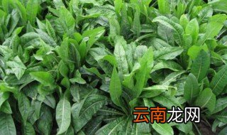 菊苣牧草的缺点 包括哪些