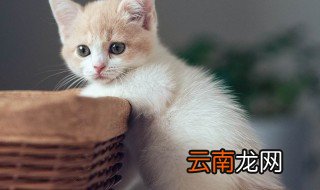 猫能天天吃水煮鸡胸肉吗 铲屎官们赶紧学起来