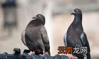 捕捉鸽子用什么工具 具体内容如下
