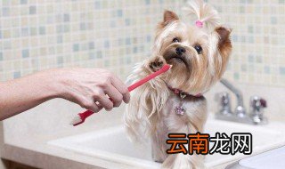 狗狗不小心吃了鸡骨头怎么办 狗狗吃了鸡骨头自救方法