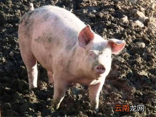 非洲猪瘟什么时候能全面解除？得了猪瘟的猪圈还能再养猪吗？