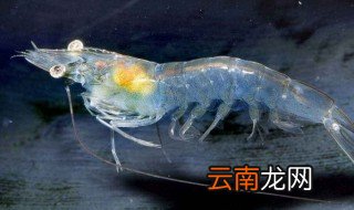 虾最怕什么 虾有哪些天敌