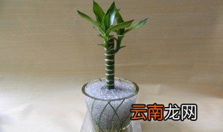 竹的养殖方法 下面就告诉大家