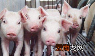 断奶后的仔猪怎么喂 要注意什么