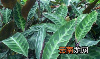 天鹅绒竹芋的养殖方法 它对生态环境的要求比较严格