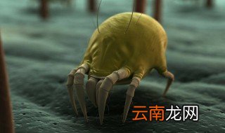 屋里没阳光会生螨虫吗 如何去除生活中的螨虫呢