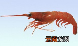 葛氏米虾介绍 葛氏米虾的简介