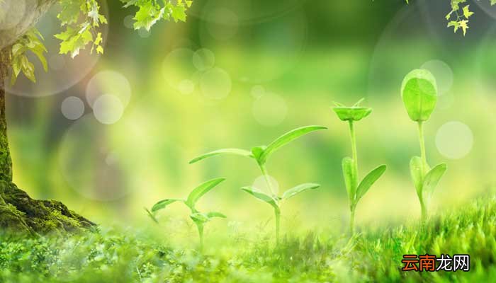 含羞草的特点与外貌描写 描写含羞草的外貌特征