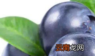 哪种蓝莓最好种 蓝莓品种有哪些比较容易种活