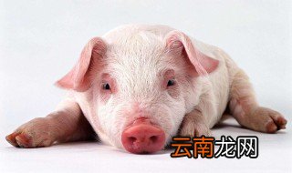治猪病的万能药 你知道吗