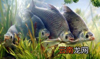 武昌鱼的来历 武昌鱼是什么来历