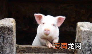 猪圈除氨气小妙招 怎么快速去除猪圈氨气