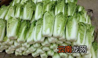 大白菜为什么烂根 如何防治白菜烂根