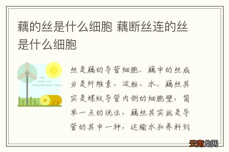 藕的丝是什么细胞 藕断丝连的丝是什么细胞