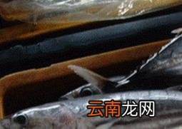 吃马鲛鱼的好处 马鲛鱼的营养价值