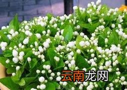 茉莉花的养殖方法