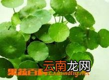 铜钱草的养殖方法和注意事项