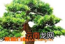 罗汉松的养殖方法