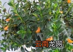 金鱼吊兰的养殖方法