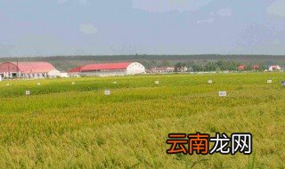 三农分别指的是哪三个 要怎样去看待