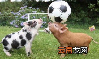 水肖是哪几个肖 十二生肖属水的是什么生肖