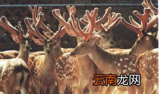 养鹿有销路吗 鹿养殖市场与前景