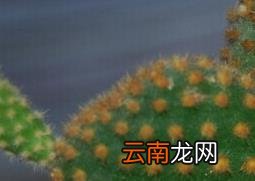 黄毛掌的功效与作用