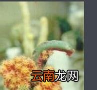 龙凤牡丹的功效与作用