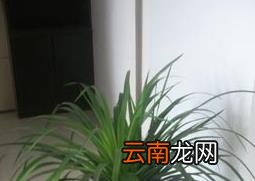 三色龙血树的功效与作用