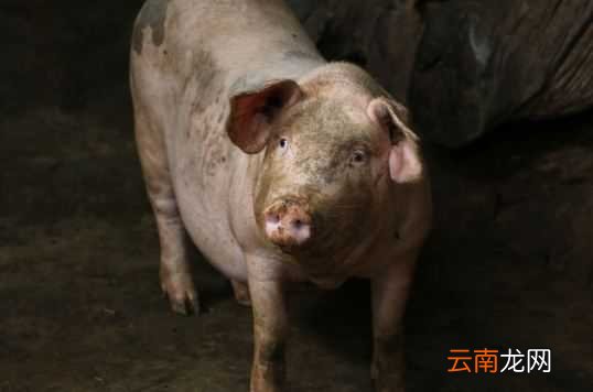猪的尾巴有什么作用？2020年养猪行情预测会怎么样？