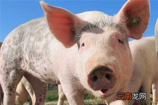 附2020年猪肉价格预测 2020年养猪挣钱吗？养殖前景如何？