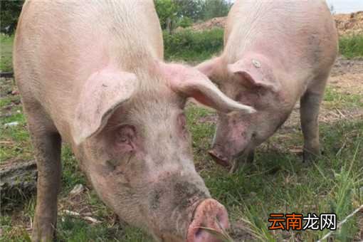 附2020年猪肉价格预测 2020年养猪挣钱吗？养殖前景如何？