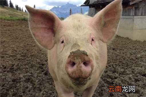 附2020年猪肉价格预测 2020年养猪挣钱吗？养殖前景如何？