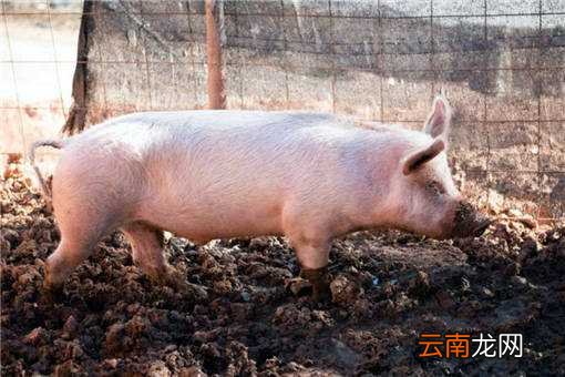 2020年养猪前景如何？这5个利弊要考虑好！养猪户建议收藏！